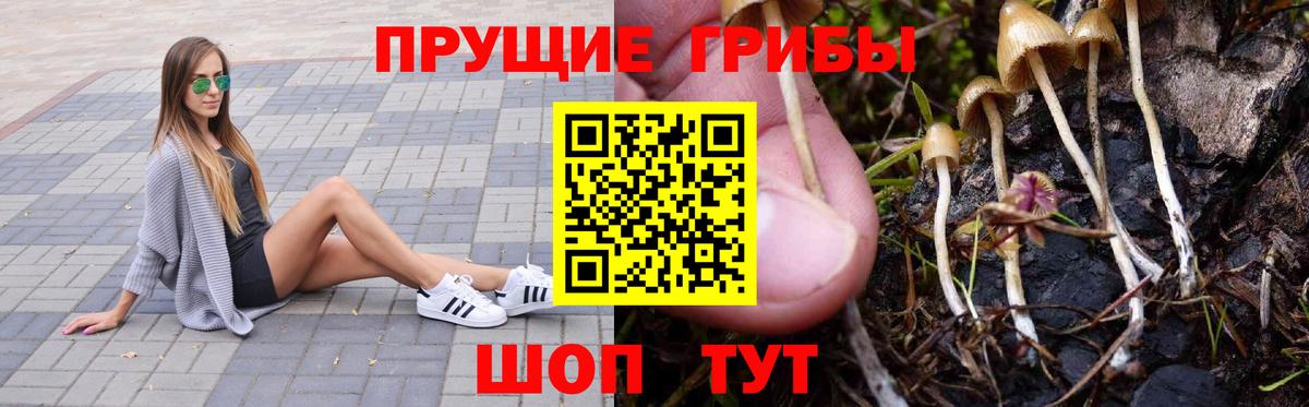 Галлюциногенные грибы Psilocybine cubensis Богородск